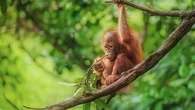La "diplomatie de l’orang-outan" : comment la Malaisie cherche à redorer son image avec ses singes