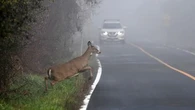 Je percute un animal sur la route, puis-je être dédommagé en cas de dégâts matériels et corporels ? Le 13H à vos côtés