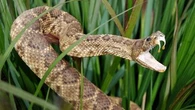 La migration de serpents venimeux, l'un des nombreux effets du dérèglement climatique