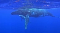 "Trois rorquals qui faisaient route vers l'Espagne" : près d'Argelès-sur-Mer, un pêcheur ne s'attendait pas à rencontrer trois baleines