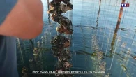 29 °C dans l'eau : huîtres et moules en danger