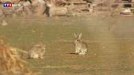 VIDÉO - Une prolifération inédite de lapins inquiète plusieurs communes autour de Montpellier