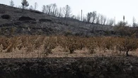 Incendie dans l'Aude : "Cette catastrophe nous a montré l’importance de la vigne"