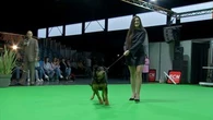 "Plus joli que de les voir dans des cages" : à Mulhouse, les chiens jouent les mannequins pour inciter à adopter