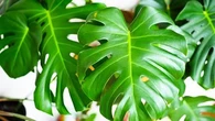 Vous rêvez d'une Monstera ? Voici comment l'entretenir pour la faire durer dans le temps