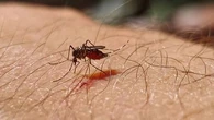 Chikungunya, dengue, virus du Nil occidental : comment vous protéger de toutes ces maladies transmises par le moustique tigre