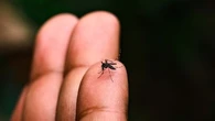 "Le soir, c'est l'invasion" : les conseils pour éviter la prolifération des moustiques tigres