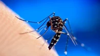Chikungunya : le vaccin de Valneva annonce une protection persistante de 4 ans après une seule dose