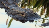 "Le bateau a dérivé sur lui" : un alligator tue une femme en Floride après avoir renversé son canoë