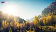 Le mélèze, un conifère réputé des forêts françaises