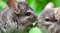 Comment apprivoiser parfaitement un chinchilla en quatre étapes