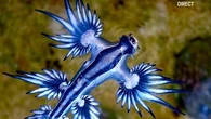 Le "dragon bleu", un minuscule mollusque venimeux qui menace nos plages
