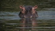 Attaque d'hippopotame en Côte d'Ivoire : pourquoi cet herbivore est-il autant redouté ?