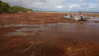 "C'est la première fois que je vois ça" : en Guadeloupe, le fléau des sargasses prend des proportions hallucinantes sur les plages