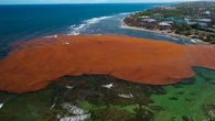 "C'est une désolation" : comment la Guadeloupe tente de venir à bout des sargasses, cette algue à l'odeur nauséabonde