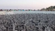 Une colonie géante de flamants roses, les images