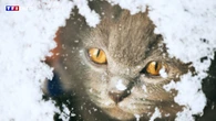 Pourquoi mon chat déprime pendant l'hiver ?