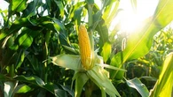 Cet étonnant système de défense des plants de maïs les aide à repousser les chenilles