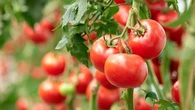 Ces gestes préventifs à mettre en œuvre pour protéger ses tomates des orages