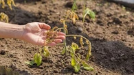 Herbes hautes, légumes trop mûrs, plantes desséchées… Comment remettre de l’ordre dans votre jardin en rentrant de vacances ?