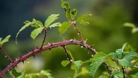 Le jardin de mes voisins n'est pas entretenu, ai-je le droit de couper les ronces qui dépassent ? Le 13H à vos côtés