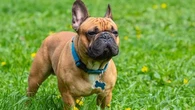 Pourquoi votre chien a-t-il développé une sténose des narines ?