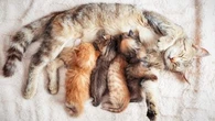 Savez-vous pourquoi les chatons de la même portée ont des couleurs différentes ?