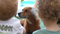"N'importe qui, avec un gentil petit caniche, peut en faire" : la médiation par l'animal, cette pratique peu réglementée