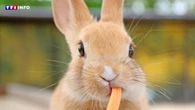 Mon lapin a des parasites externes : comment les identifier et les éliminer ?