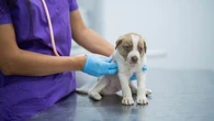 Propriétaires de chiots : attention à ces maladies fréquentes à ne pas ignorer
