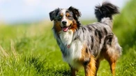 Le berger australien encore très aimé des amoureux des chiens : plus de 31.000 achats et adoptions en 2025