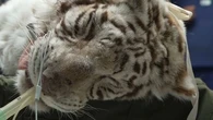 Loire-Atlantique : les animaux des parcs zoologiques opérés dans une clinique vétérinaire, un cas unique en France