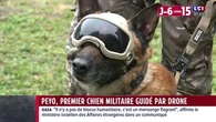 Peyo, premier chien militaire guidé par drone