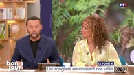 Le point K : Les sangliers envahissent nos villes