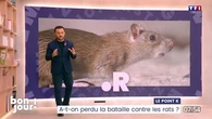 Le point K : A-t-on perdu la bataille contre les rats ?