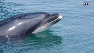 "C'est une jolie bête, c'est impressionnant" : Randy, le dauphin solitaire star des ports bretons