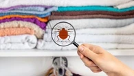 "Il vaut mieux prévenir que guérir" : comment éviter l'infestation des vêtements de seconde main par les punaises de lit ?