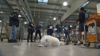 "J'ai été mordu trois fois" : comment les facteurs sont formés pour faire face aux chiens méchants