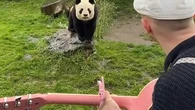 "Ça a changé ma vie" : il joue de la musique pour les animaux et fait fondre le web