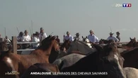 Andalousie : le paradis des chevaux sauvages