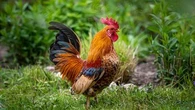 Connaissez-vous les origines de l’expression "passer du coq à l’âne" ?