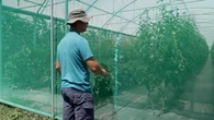 "C'est notre salaire qui s'envole" : près d'Angers, des maraîchers exaspérés par des vols de légumes à répétition