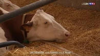 Sécheresse : les fermes à la peine