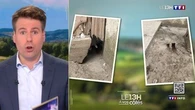 Mon quartier est envahi par les rats : la mairie responsable ? Le 13H à vos côtés