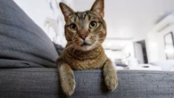 Mon chat ne peut plus aller dehors : comment l'aider à s'habituer à sa nouvelle vie à l'intérieur ?