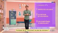 Le doc vous conseille : Punaises de lit, comment ne pas les ramener ?