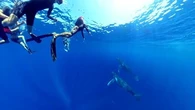 "C'est très impressionnant" : à Tahiti, de nouvelles règles pour nager aux côtés des baleines