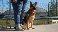 "Il doit analyser l'environnement" : cette mini-ville de Seine-et-Marne forme les futurs chiens guides d'aveugles