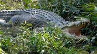 Cambodge : après la naissance de 60 crocodiles, l'espoir du retour d'une espèce protégée