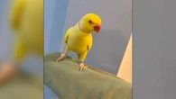 VIDÉO - Au Royaume-Uni, un trafic de drogue démantelé... grâce à un perroquet un peu trop bavard